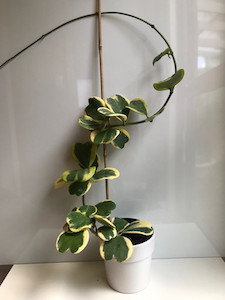 Hoya Kerrii Albomarginata goodfeed