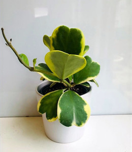 Hoya Kerrii Albomarginata goodfeed