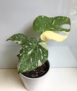 Products: Monstera Thai Constellation goodfeed