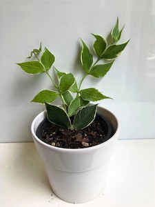 Variegated Hoya Polyneura 'Fishtail' goodfeed