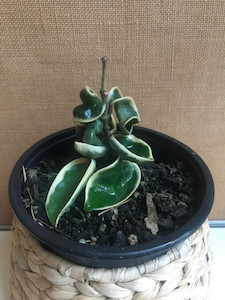 Hoya Compacta Regalis (Varigated hindu Rope)- as pictured goodfeed