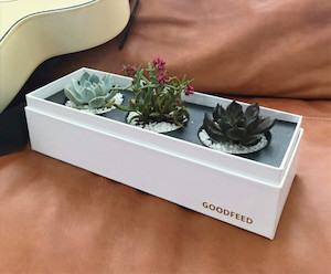 Succulent collection V goodfeed