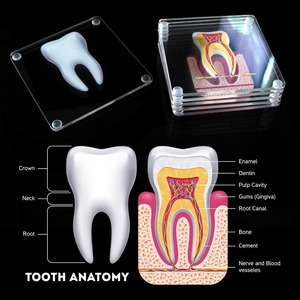 House Proud: Tooth Anatomy Coasters Set