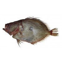 Products: John dory, gilled &amp. Gutted