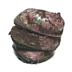 Products: Wild blackfoot paua live, paua - gourmet seafood online shop