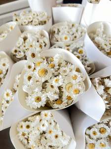 Flowers: Daisy Natural White