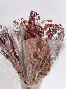 Eucalyptus Brown Oval Leaf