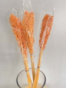 Flowers: Sorghum Rice Flower Orange