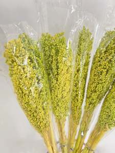 Flowers: Sorghum Rice Flower Green