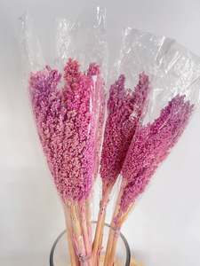 Flowers: Sorghum Rice Flower Purple