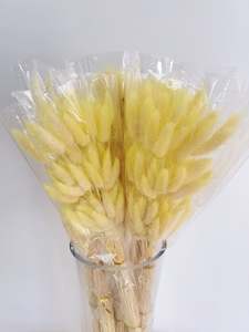 Flowers: Bunny Tail Yellow