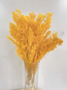 Flowers: Ming Fern Yellow