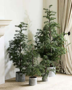 Potted Fraser Fir Tree X-small
