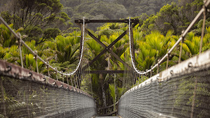 Products: Nikau Shores Adventure – Explore Coastal Grandeur & Rainforest Splendor in Westport, Punakaiki & Karamea, New Zealand Great Kiwi Trips