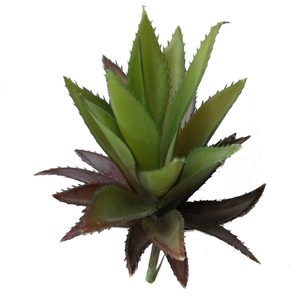 Products: Aloe Ferox Succulent 20x11cm