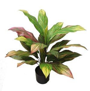 Products: Deluxe Cordyline Plant 75cm