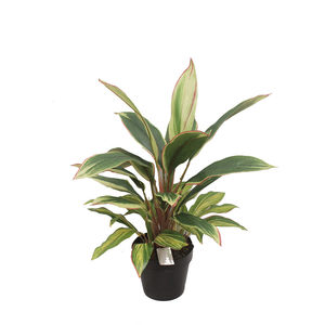 Artificial Dracena Plant Varigated 60cm