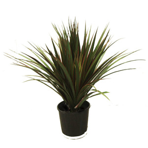 Products: Triple Yucca Plant 70cm Potted Uv Stabilised