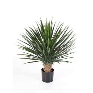 Yucca Tree 75cm UV Stabilised Greenery Imports NZ