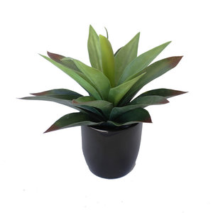 Agave Plant Green Red 24cm Complete With Fibreglass Pot Greenery Imports NZ