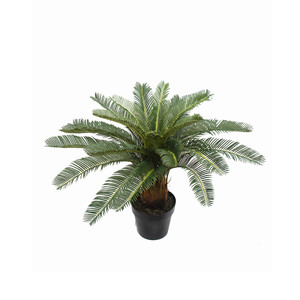 Products: Cycad Palm 60cm UV Stabilised
