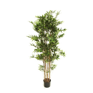 Oriental Bamboo 1.8m