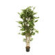Oriental Bamboo 1.8m