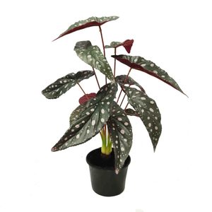 Artificial Calathea Bush 48cm Potted