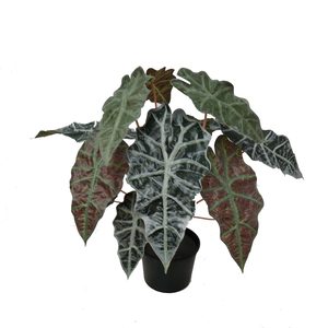 Artificial Alocasia Bush 40cm Potted