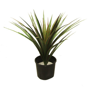 Yucca Plant 45cm Potted UV Stabilised