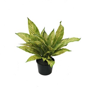Artificial Double Musa Leaf 30cm Potted Greenery imports NZ