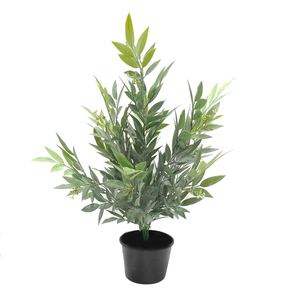 Ruscus Bush 50cm Potted Greenery Imports NZ