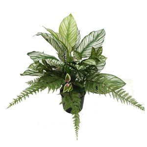Calathea and Fern Mix Arrangement 53cm Potted Greenery Imports NZ