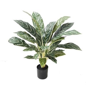 Products: Aglaonema Plant 60cm Greenery Imports NZ