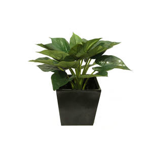 Products: Caladium Plant 54cm With Fibreglass Decorative Pot