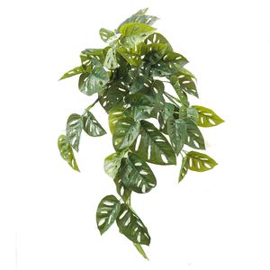 Monstera Adansoni Hanging Vine74cm Greenery Imports NZ