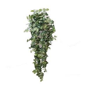 Products: Puff Syngonium Hanging Vine 100cm Greenery Imports NZ