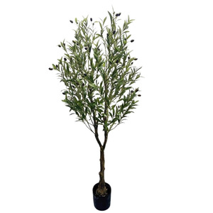 Products: Olive Tree 1.5m Greenery Imports NZ