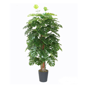 Products: Monstera Totem 1.5m Greenery Imports NZ