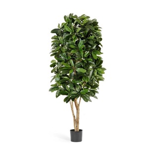 Lady Schefflera 180cm Tree Greenery Imports NZ