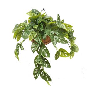 Double Monstera Adansoni Vine 74cm in a Hanging Basket Greenery Imports NZ