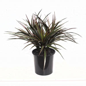 Products: Artificial Triple Yucca Plant 45cm Potted UV Stabilised