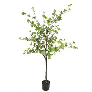 Japanese Azalea Plant 1.5m Greenery Imports NZ