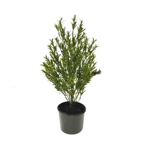 Artificial Rosemary Bush 60cm UV Stabilised Potted