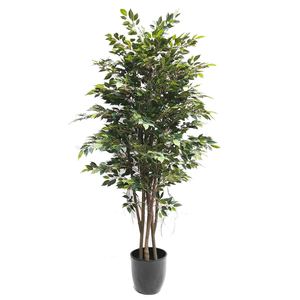 Ficus Tree 240cm with Hanging Roots with Black Fibreglass Pot Greenery Imports NZ