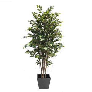 Ficus Tree 240cm with Hanging Roots with Black Fibreglass Pot Greenery Imports NZ