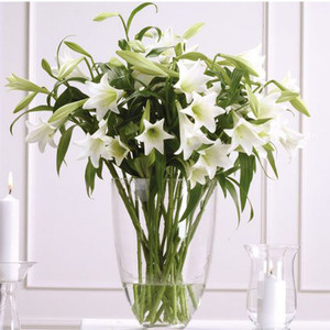 Flowers: Christmas Lillies