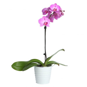 Pink Phalaenopsis Orchid
