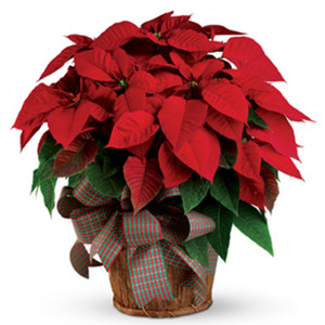 Occasions: Christmas Poinsettia