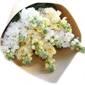 Seasonal Cut Flowers: Scented Stock